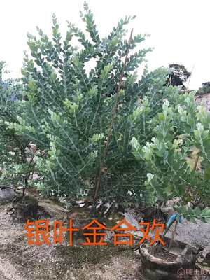 饲用苗木银合欢 质优价廉的绿化新选择