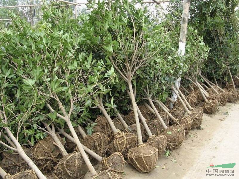 桂花苗木直销与入圃价格详解 基地实报与选购指南