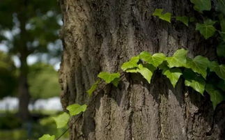 打造精品苗木 五大关键指标解析