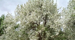 八棱海棠苗木 从特色到价值，全面了解这一优良苗木产品