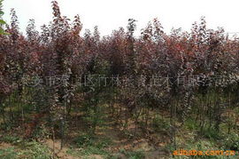 紫叶李 园林绿化中的一抹亮色——苗木信息全解析