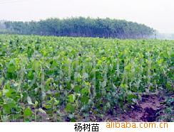 庞师魁绿化苗木产品全览 打造生态园林的首选